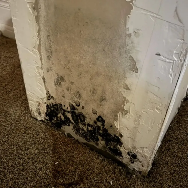 Professional Mold Removal in Pooler, GA
